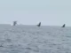 Balene che saltano all’unisono: un evento raro e incredibile