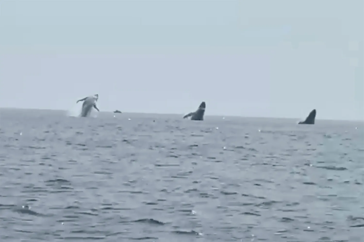 Balene che saltano all’unisono: un evento raro e incredibile