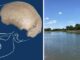 Scoperta eccezionale: cranio umano arcaico rinvenuto nel fiume Po