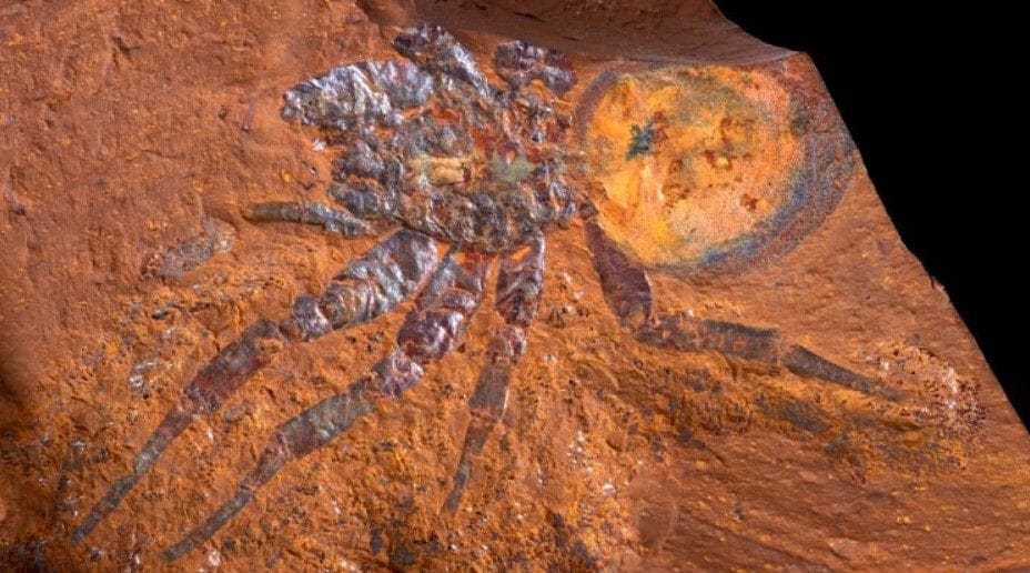 Ragno fossile australiano del Miocene è il secondo più grande al mondo