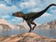 Nanotyrannus: un T-Rex a prova di Raptor!