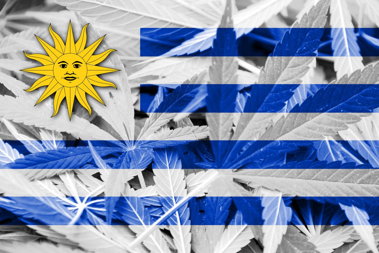 Uruguay, 10 anni di legalizzazione della cannabis: un bilancio