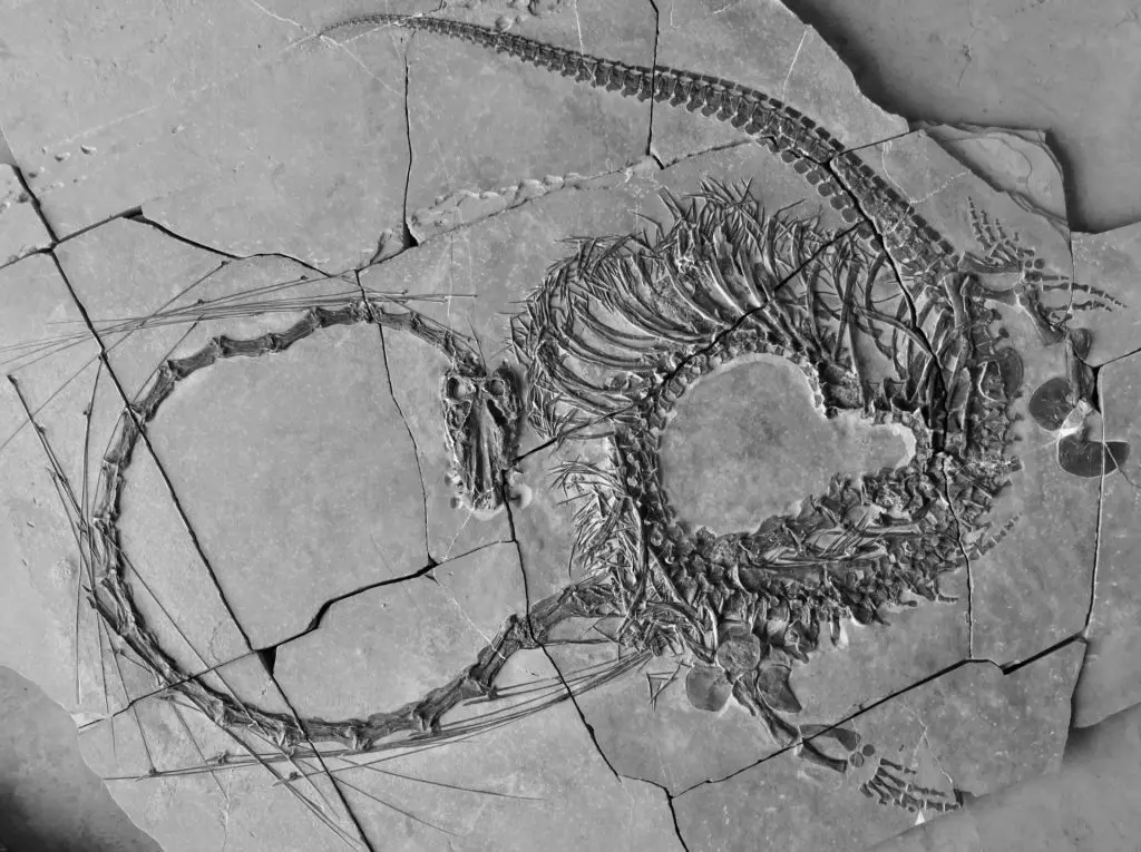 Un drago preistorico riemerge dal Mar della Cina: un fossile sensazionale svela i segreti del Triassico!